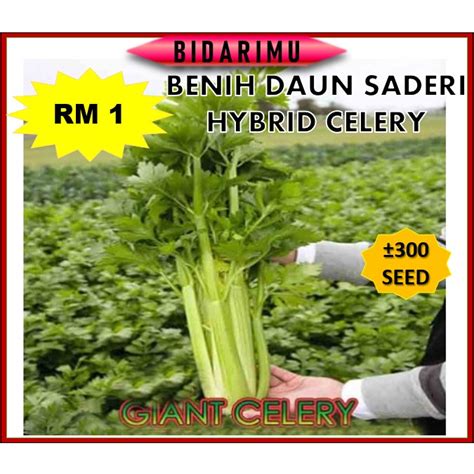 Benih Sayur Daun Saderi Benih Hybrid Celery Seed Benih Sayur