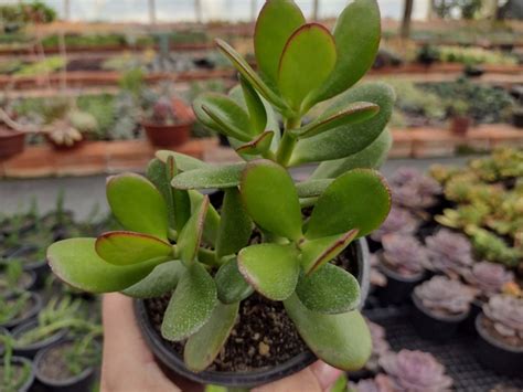 Crassula Ovata Jade Pote Suculindas Da Ioi