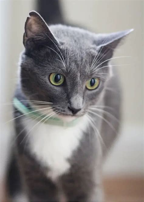 The Big List of Grey Cat Names - Your Purrfect Kitty