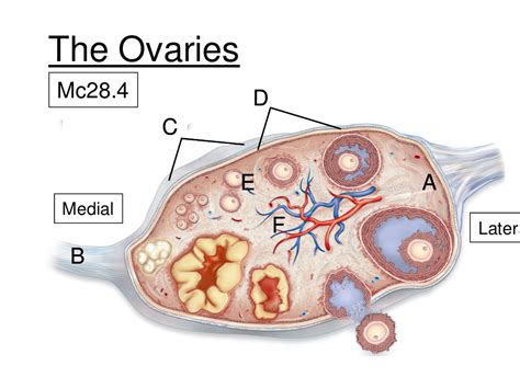 The Ovaries Diagram | Quizlet