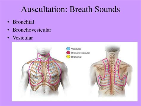 Auscultation lung sounds - tolfshed