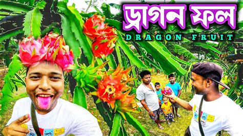 Dragon Fruit ড্রাগন ফল বাগান ড্রাগন ফলের বাগানে গিয়ে প্রচুর