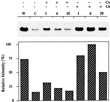 The Effects Of Cycloheximide Cx And Chloramphenicol Ch On