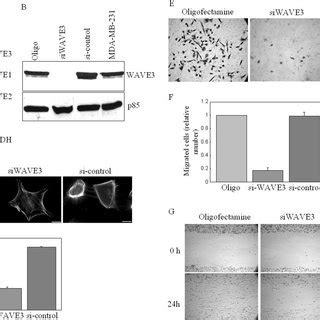 Lamellipodia formation and migration of MDA-MB-231 cells is induced by ...