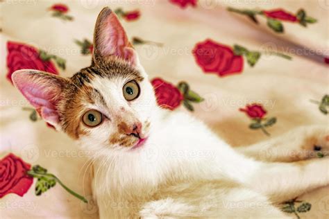 White cat is tired sleeping on sofa couch and bed. 22520658 Stock Photo ...