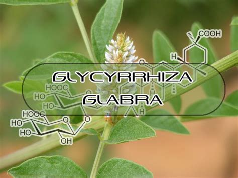 Benefits of Glycyrrhizin | Interstellar Blends | Activate Your Super ...