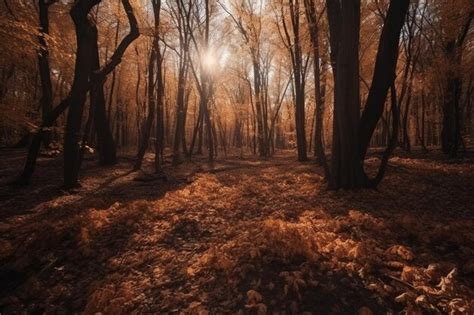 Impresionante Foto De Un Bosque Cubierto De Hojas Secas Rodeado De