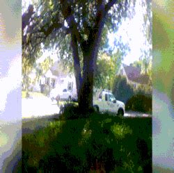 cameraman | GIF | PrimoGIF