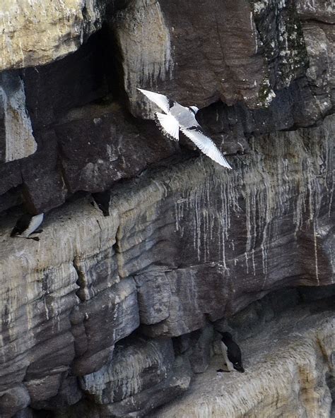 Kittiwake And Guillemots Handa Island Sutherland James Brown Flickr