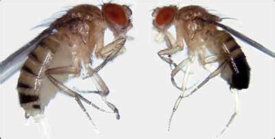 Drosophila melanogaster