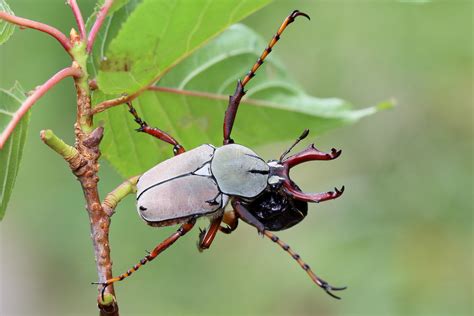 Dicronocephalus bourgoini Endemic sp to Taiwan male 臺 Flickr