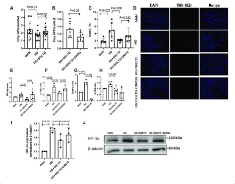 Dapagliflozin Relieved Tubular Injury By Upregulating Crry And