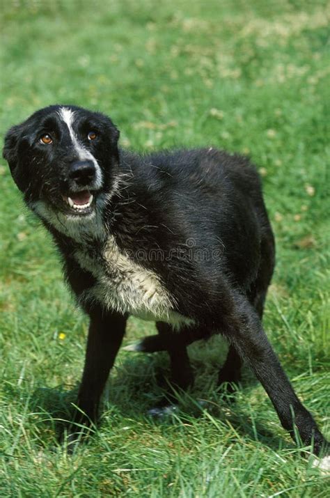 how to calm a frightened dog