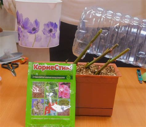 Стимуляторы и регуляторы роста растений. Как влиять на рост и ...