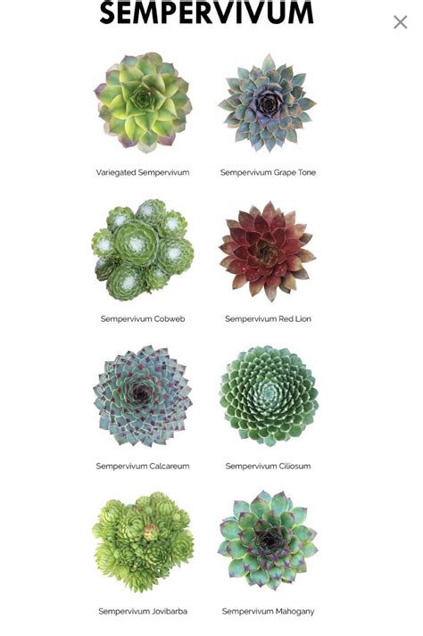Types of Succulents Plants - A Visual Guide