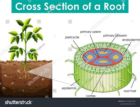 Diagram Showing Cross Section Root Illustration Stock Vector Royalty