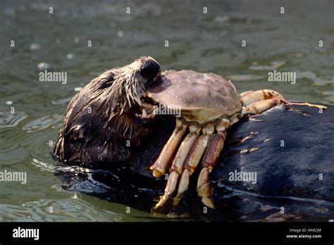 Sea Otter Eating Crab