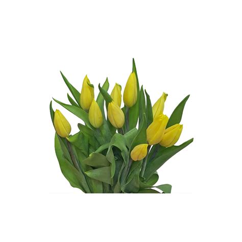FreshCut Tulips