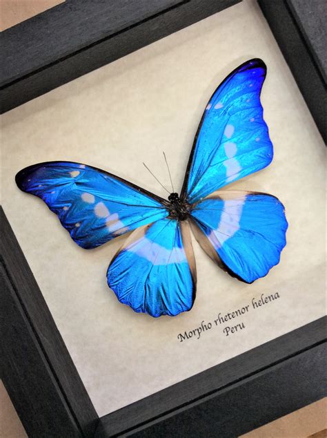 Morpho Rhetenor Helena Blue Morpho Helena Rare Real Framed