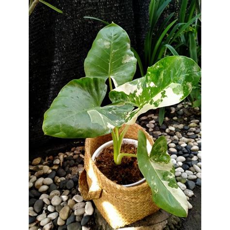 Jual ALOCASIA MACRORRHIZA VARIEGATED SENTE VARIEGATA Shopee Indonesia