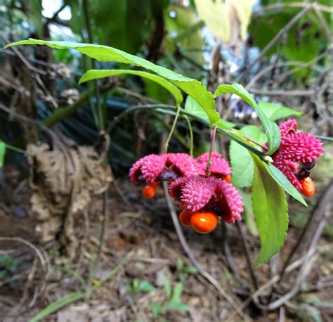 Fun Freaky Plant In The Garden Native Hearts A Bustin Red Seed Pods Bust Out Of Their Spiky