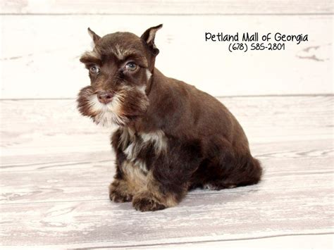 Miniature Schnauzer Puppy Liver Tan ID 1564 Located At Petland Mall Of