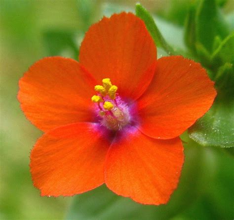 Scarlet Pimpernel Anagallis Arvensis Flowers Pinterest