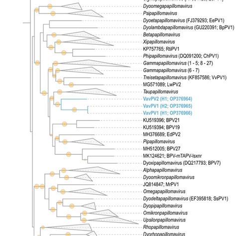 Partitioned Maximum Likelihood Phylogenetic Tree Of Concatenated Amino