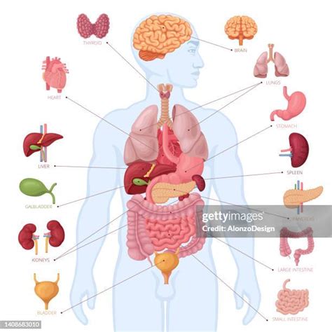 male human anatomy diagram stock  high res pictures