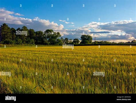 Cereal Crop Growing On An Arable Farm With Blue Sky And Clouds Above In