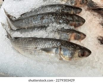 Seafood Fish Market Display Kuwait City Stock Photo 2279303429 | Shutterstock