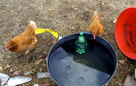 Diy Water Heater For Chickens Hildred Wolf