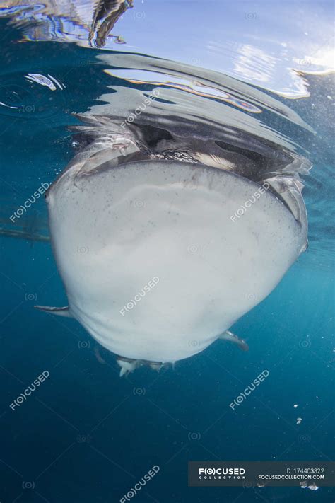 Whale shark breaching the surface — Southeast Asia, filtration - Stock ...