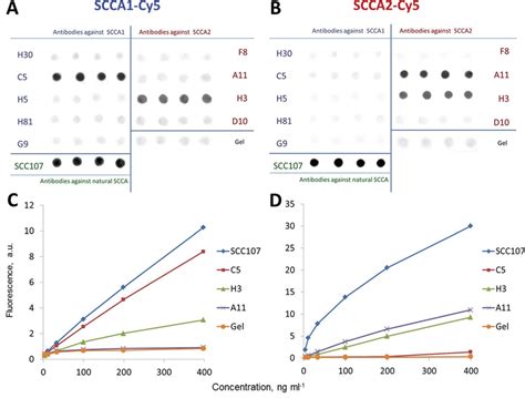 Selection Of Scca1 And Scca2 Specific Antibodies Using Direct Download Scientific Diagram