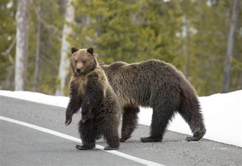 Yellowstone Grizzly Bear With Cubs Stock Photos, Pictures & Royalty-Free Images - iStock