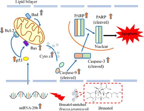 Schematic Illustration Depicting The Potential Pathways Associated With