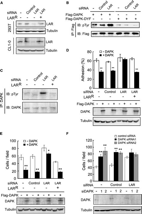 The Tumor Suppressor DAPK Is Reciprocally Regulated By Tyrosine Kinase