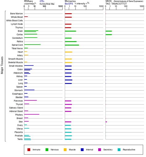 NKX2-2 Gene - GeneCards | NKX22 Protein | NKX22 Antibody 