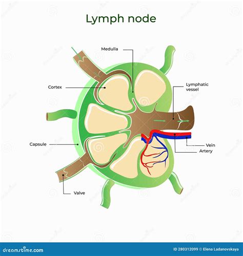 Lymph Node Medicine Anatomy Biology Stock Vector - Illustration of ...