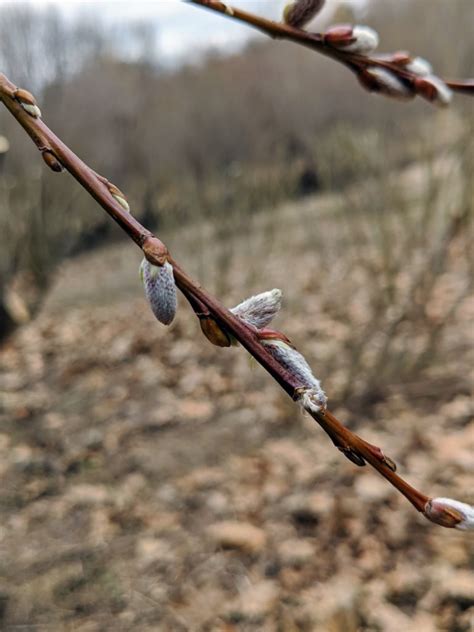Cutting Back The Pussy Willows The Martha Stewart Blog