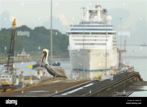 Coral Princess cruise ship passes through the Panama Canal Stock Photo ...