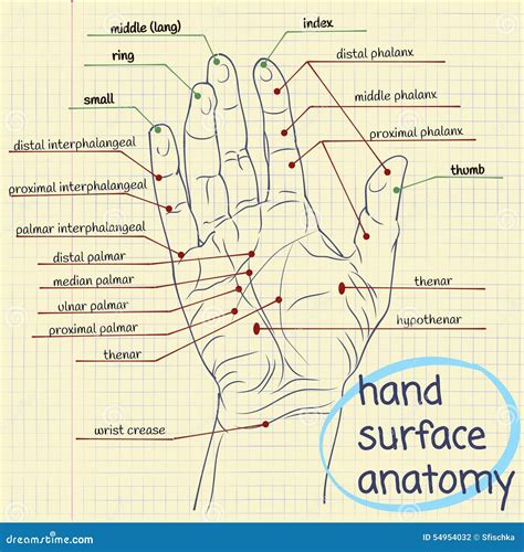 Surface Anatomy Diagram