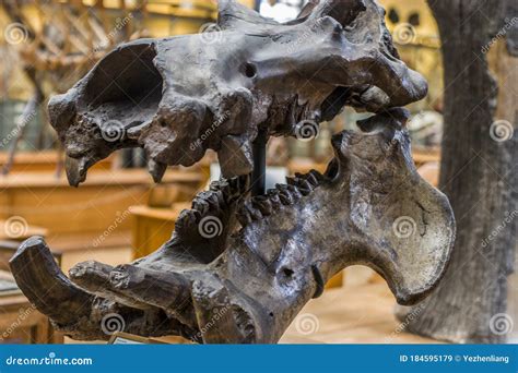 The Skull Specimen of European Hippopotamus in National Museum of Natural History. Editorial ...