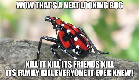 Image Tagged In Lanternfly Kill Lanternfly Kill Bugs Fly Bugs Imgflip