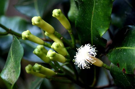 How To Grow Cloves Growing Clove Plant In Containers Loung Tree
