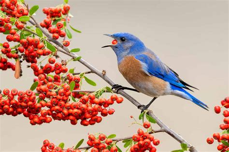 What Do Bluebirds Eat in Winter? 6 Common Foods - A-Z Animals