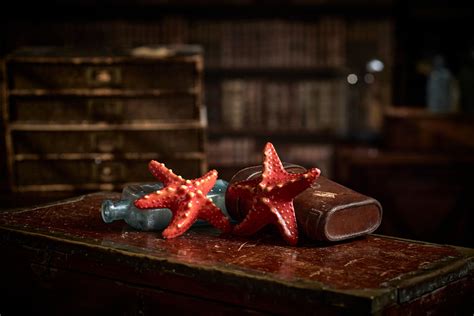 Chocolate Starfish – The Edible Museum