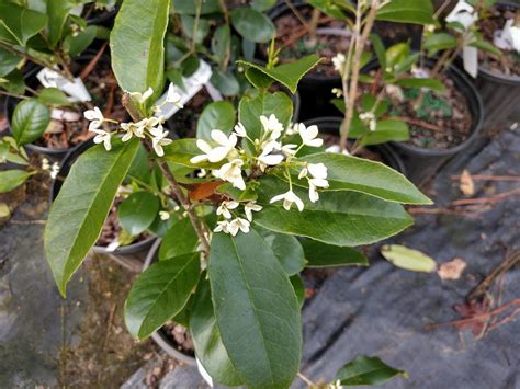 Osmanthus fragrans (Female) – Nurseries Caroliniana