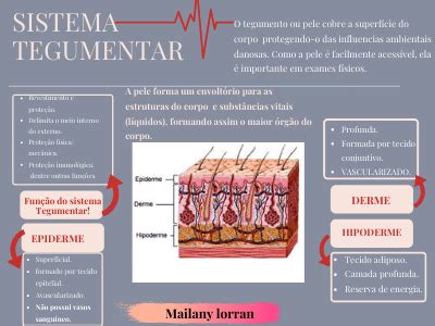 MAPA MENTAL Sistema Tegumentar Anatomia II