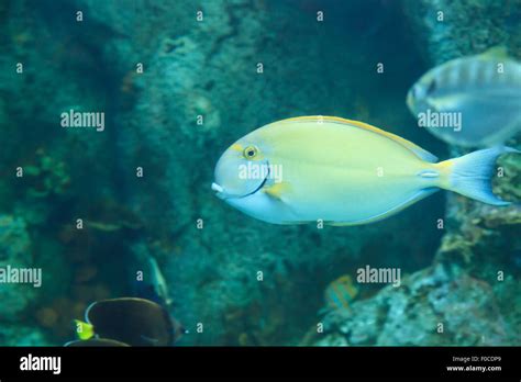 Yellowfin Surgeonfish Acanthurus Xanthopterus On A Reef Stock Photo